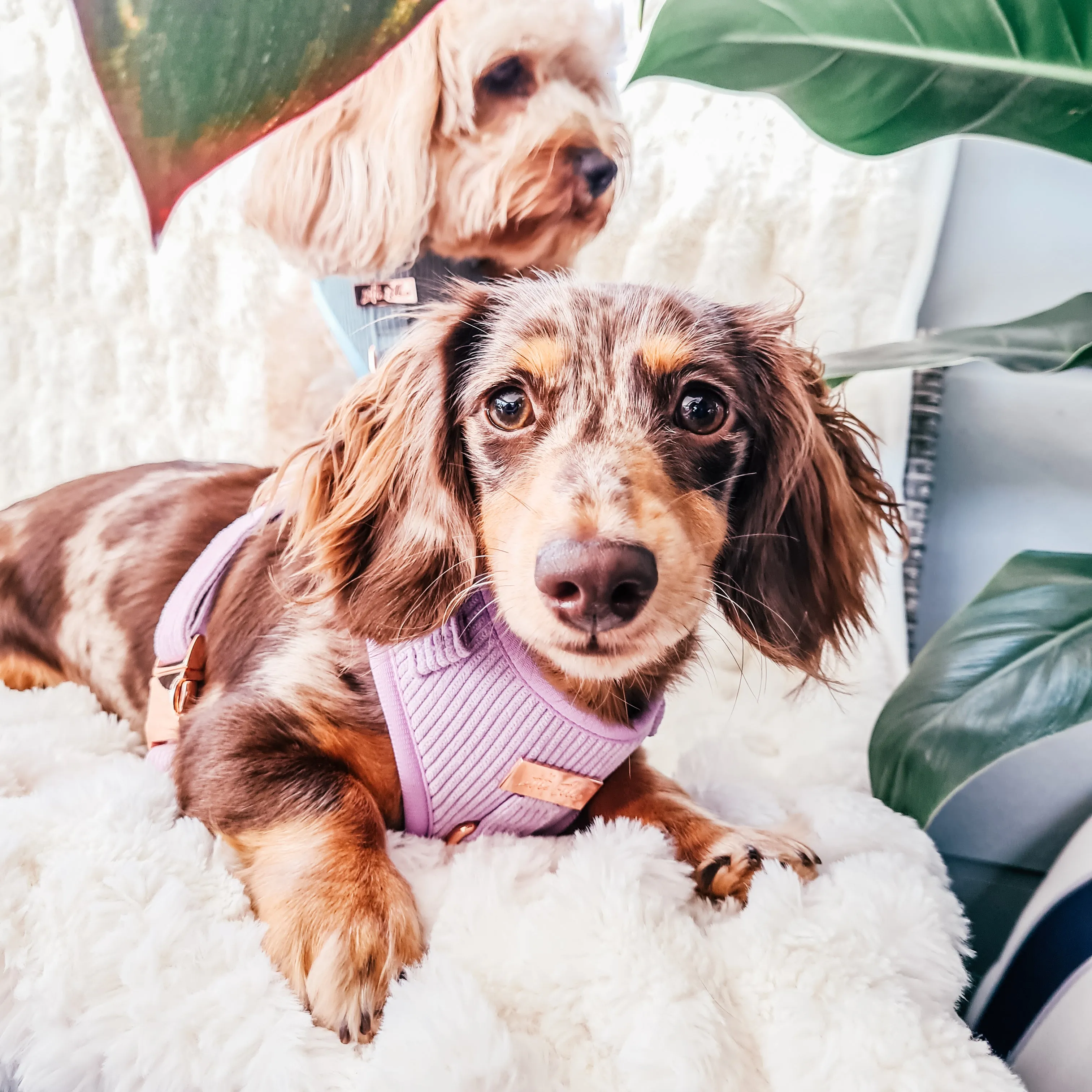 Adjustable Dog Harness LUXE| Lilac Corduroy