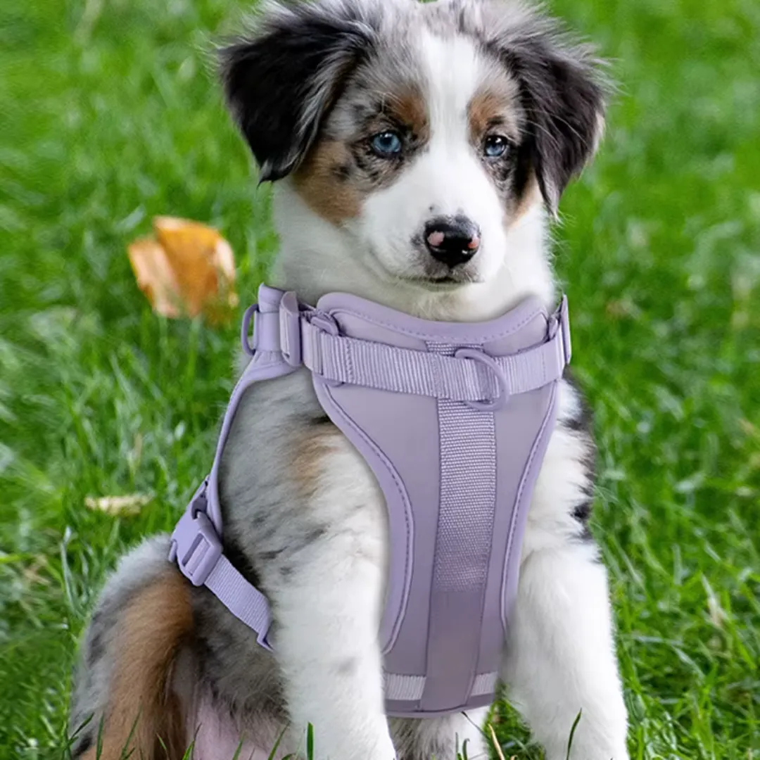 Adjustable Dog Harness