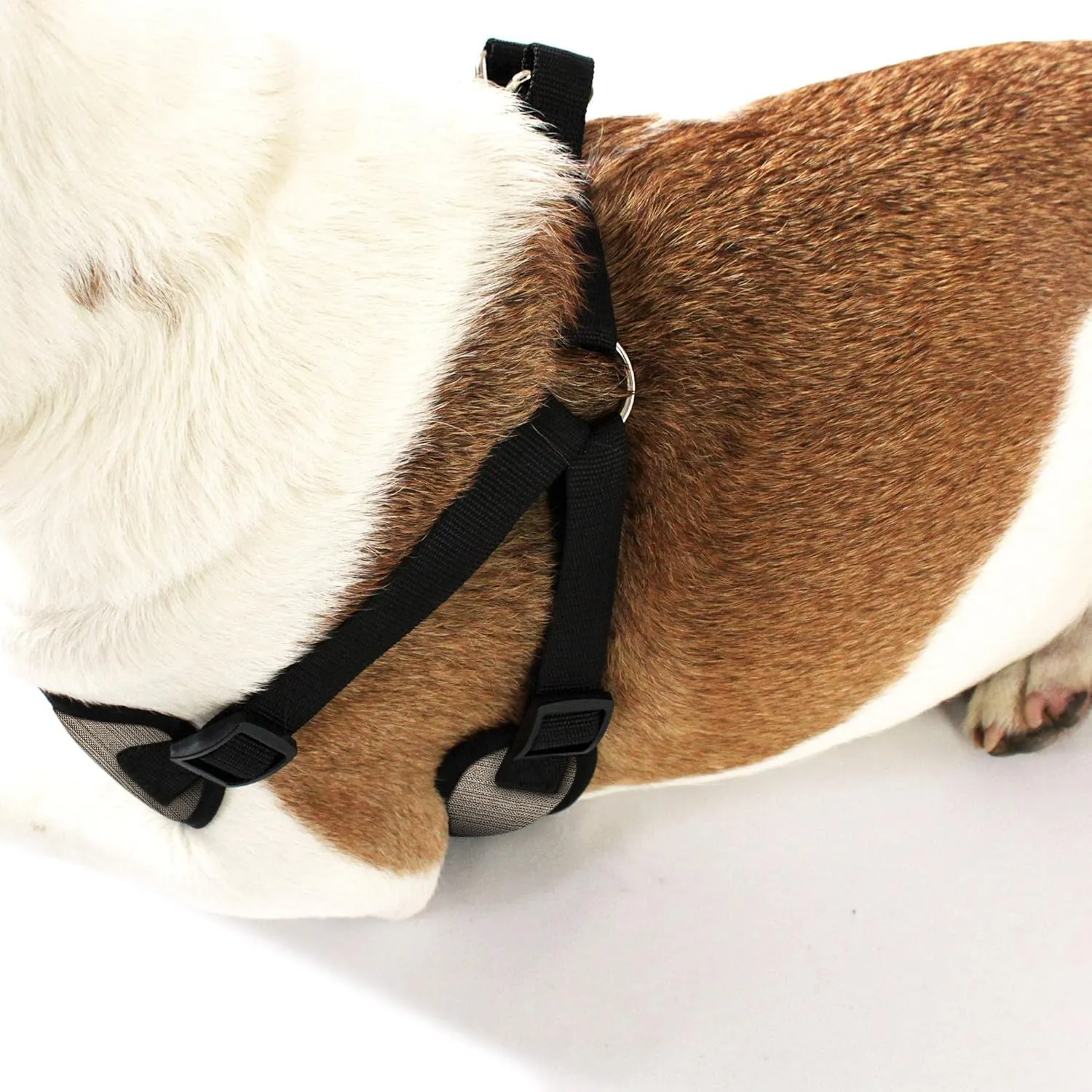 AKC Premium Padded Step-in Dog Harness – Soft Comfort Fit with Dual D-Ring No Pull Control – Small, Medium, Large – Blue, Gray, Green, Tan