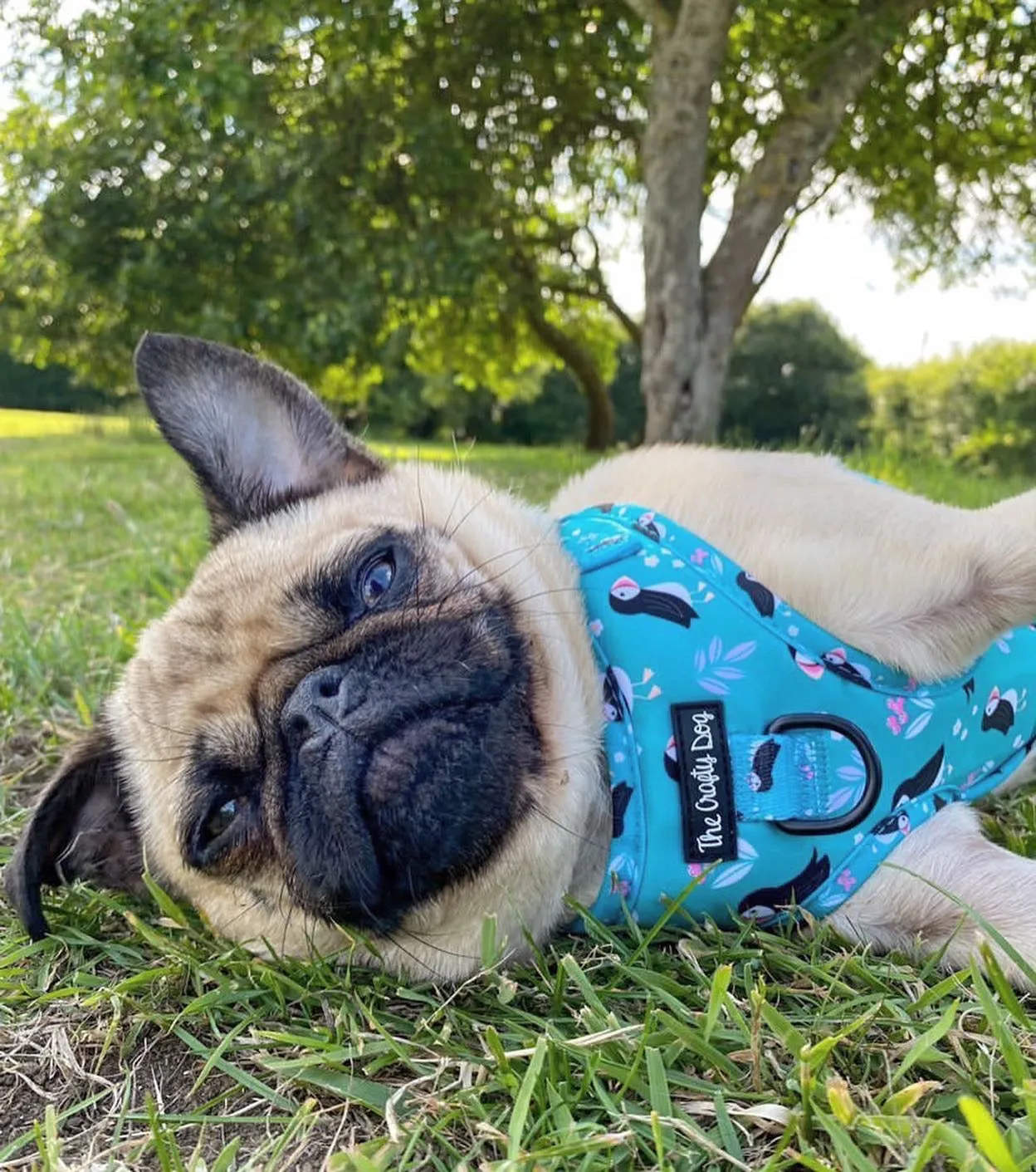 All Or Puffin Harness