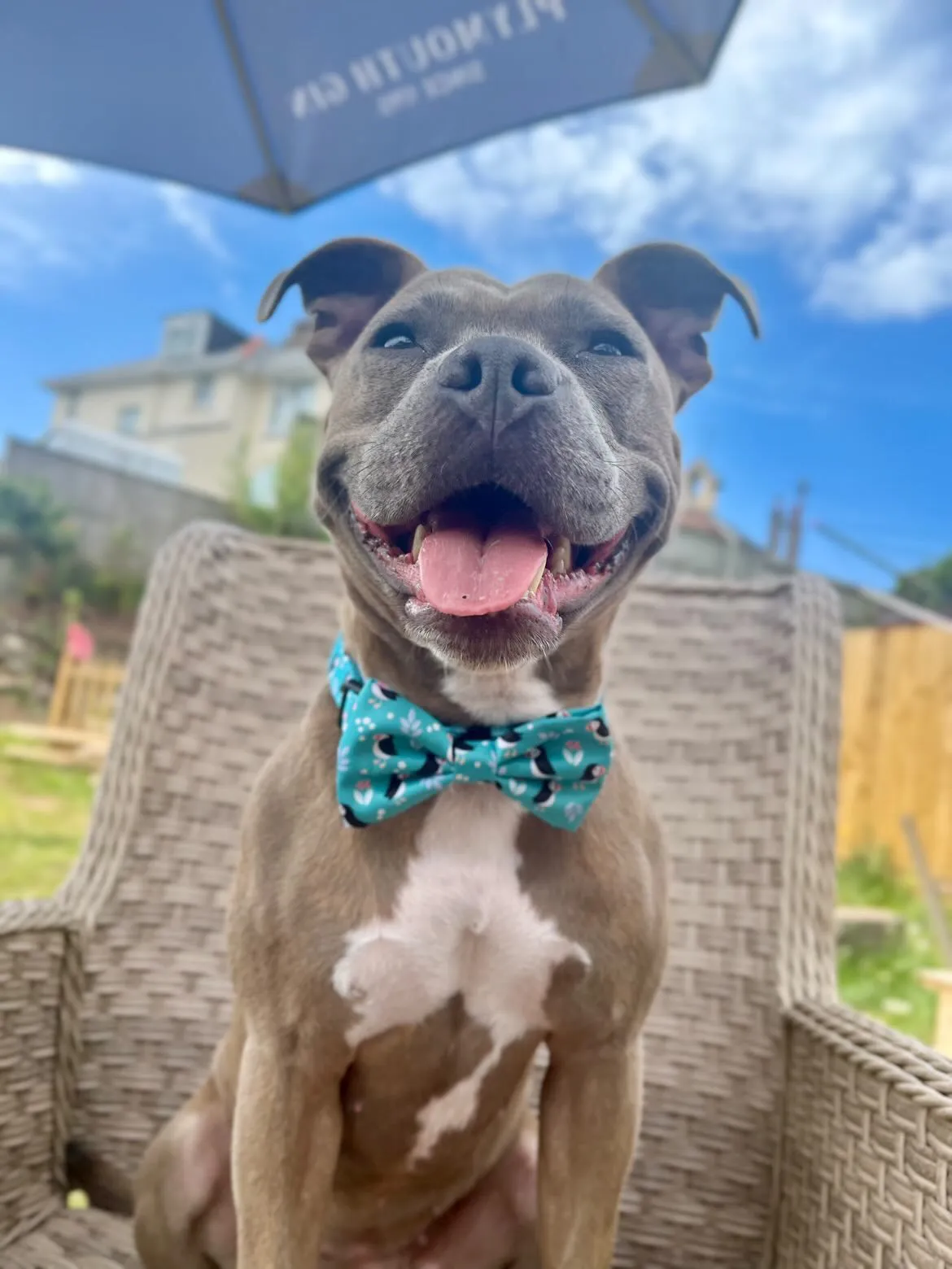 All Or Puffin Harness