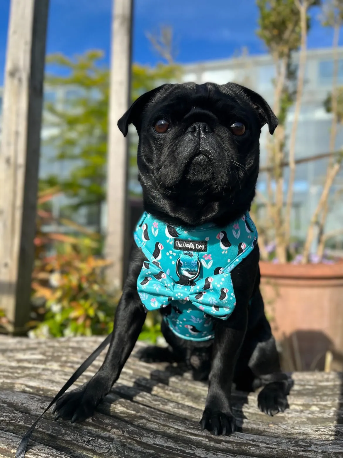 All Or Puffin Harness