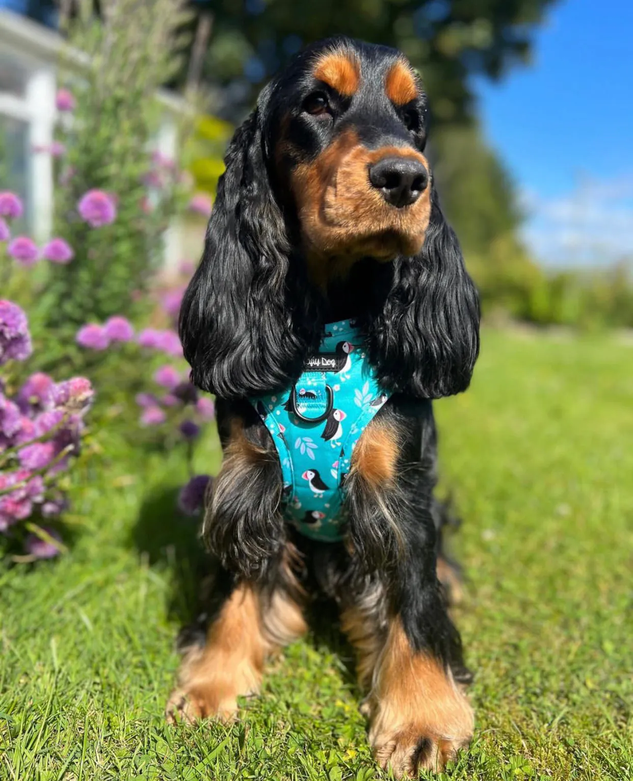 All Or Puffin Harness
