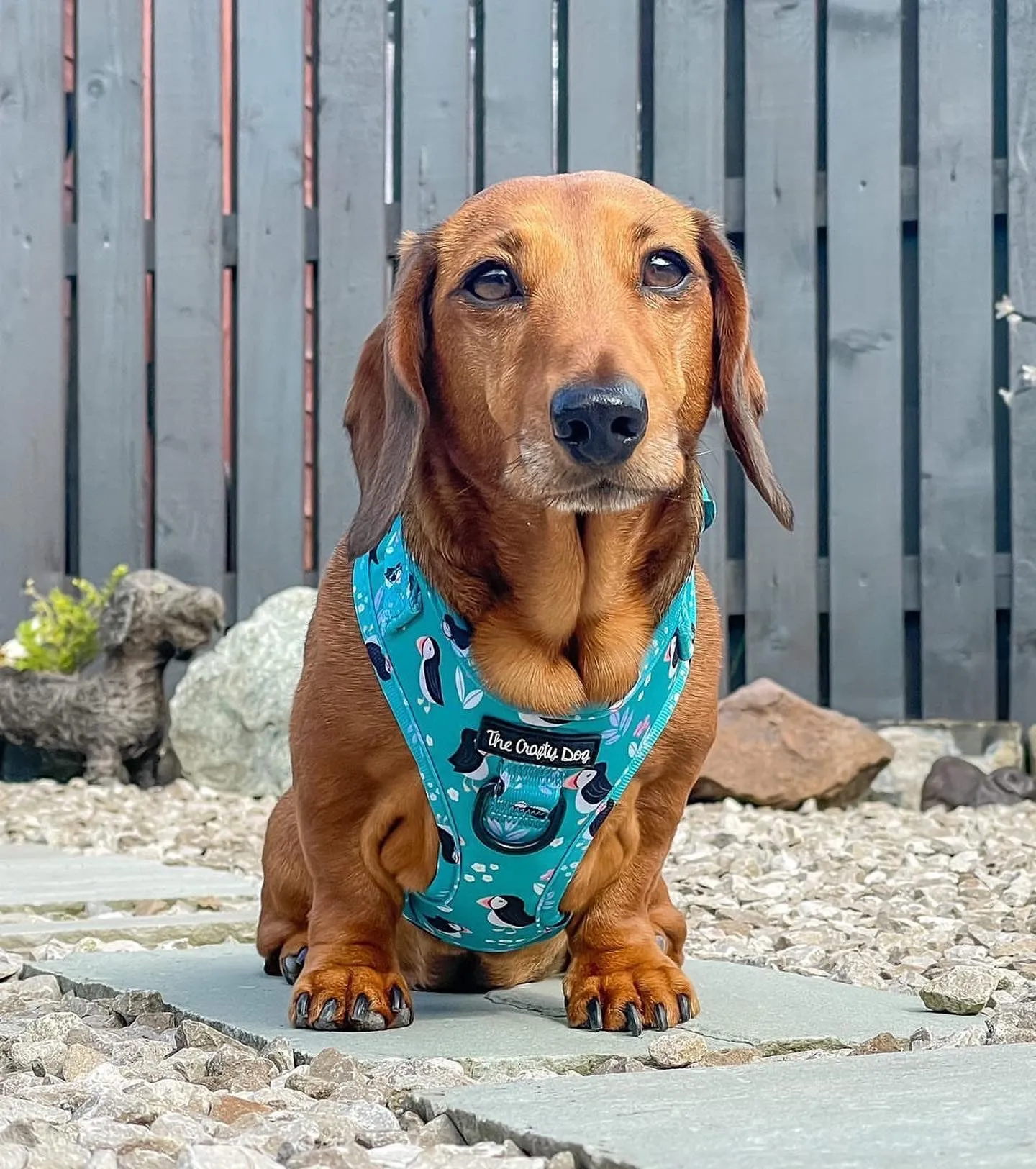 All Or Puffin Harness