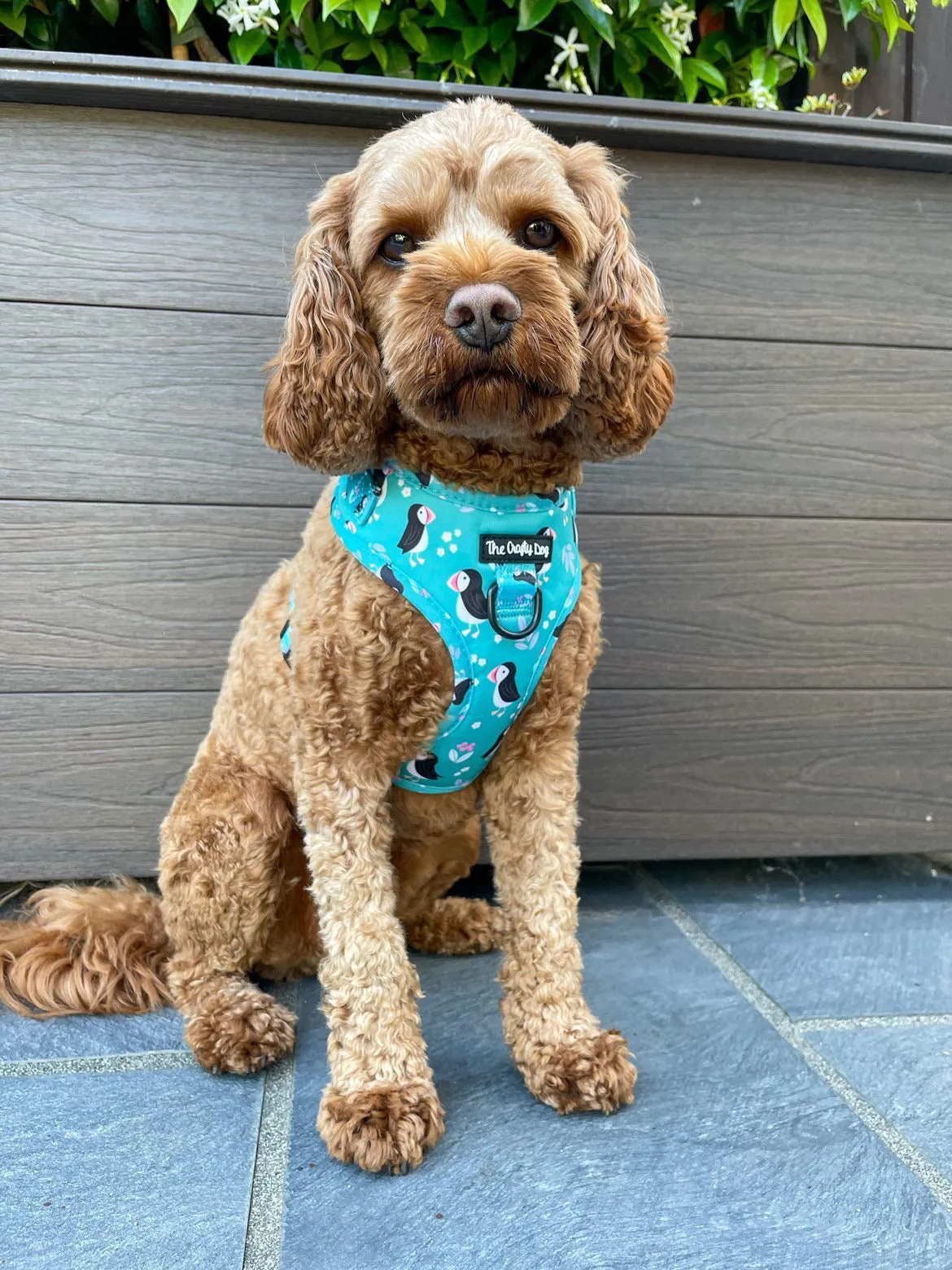 All Or Puffin Harness