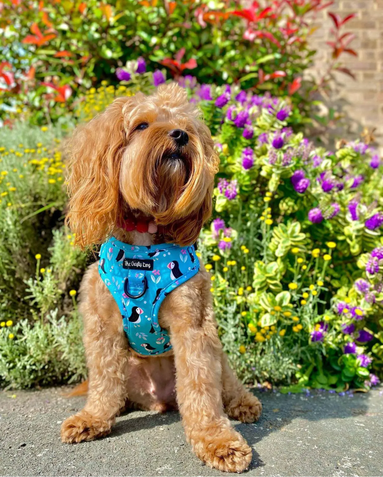 All Or Puffin Harness