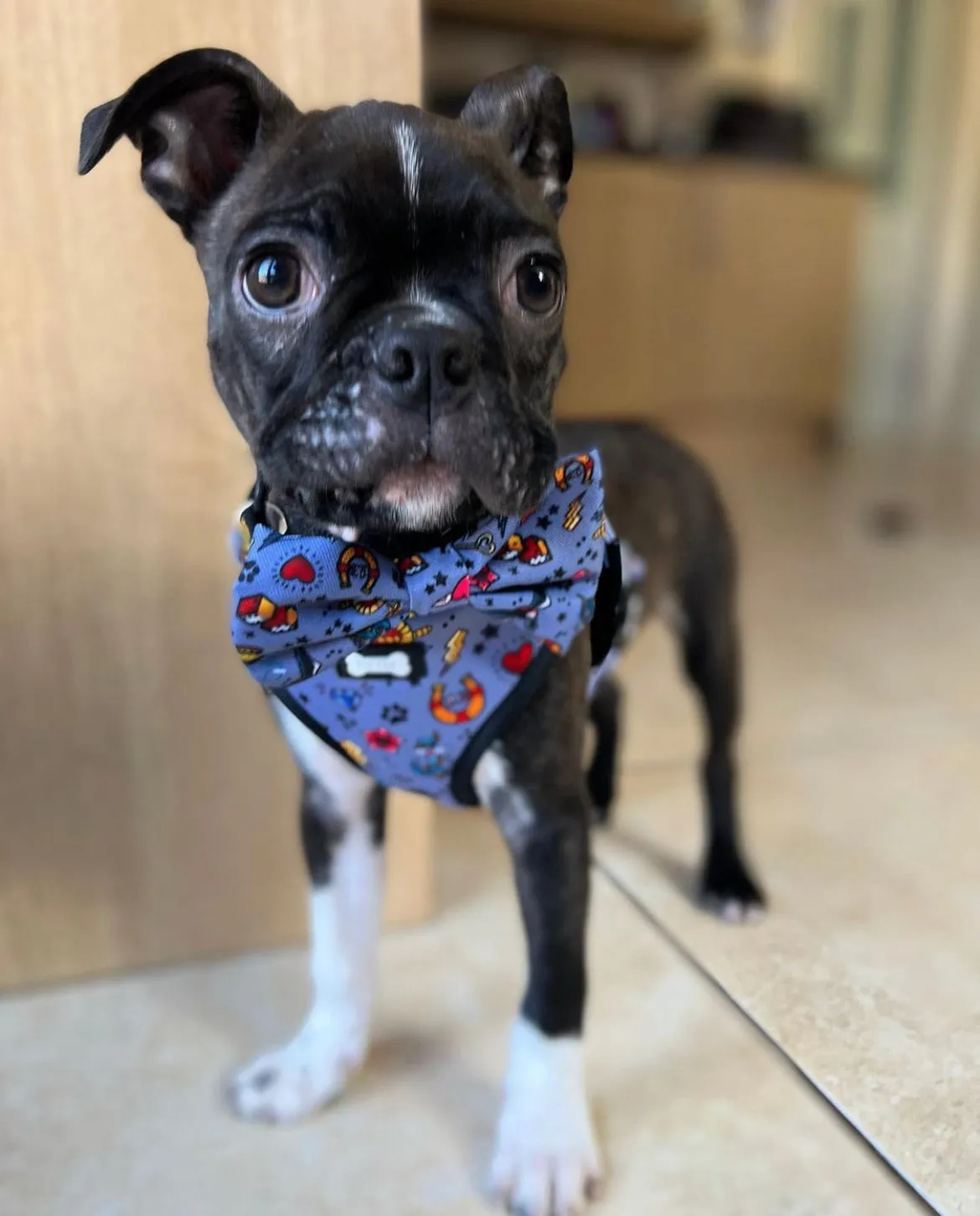 Artful Dogster Adjustable Dog Harness