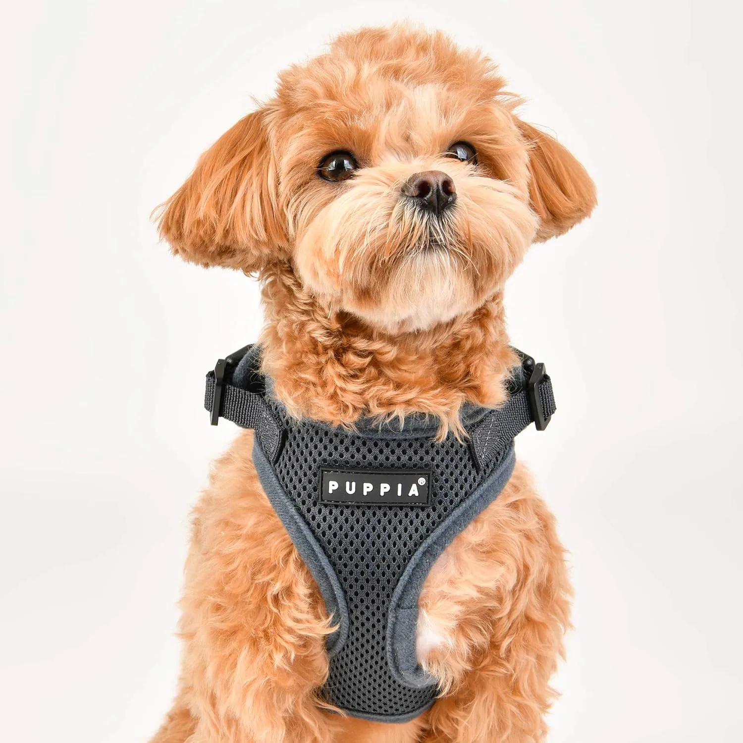 Authentic Puppia RiteFit Harness with Adjustable Neck, Sky Blue, Large
