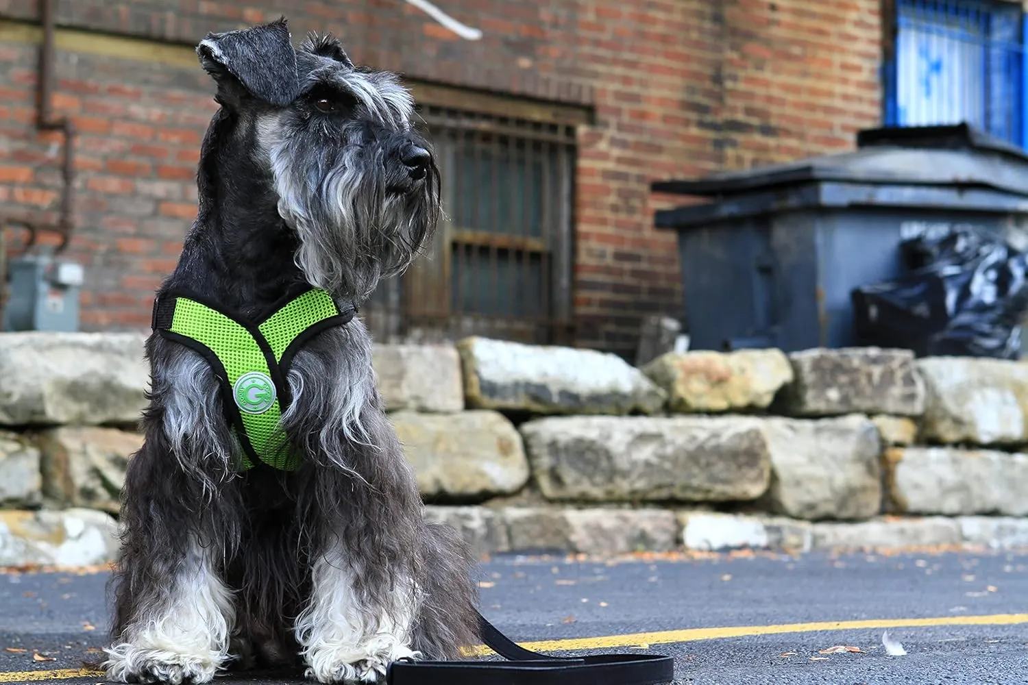 Comfort X Dog Harness by Gooby - Green