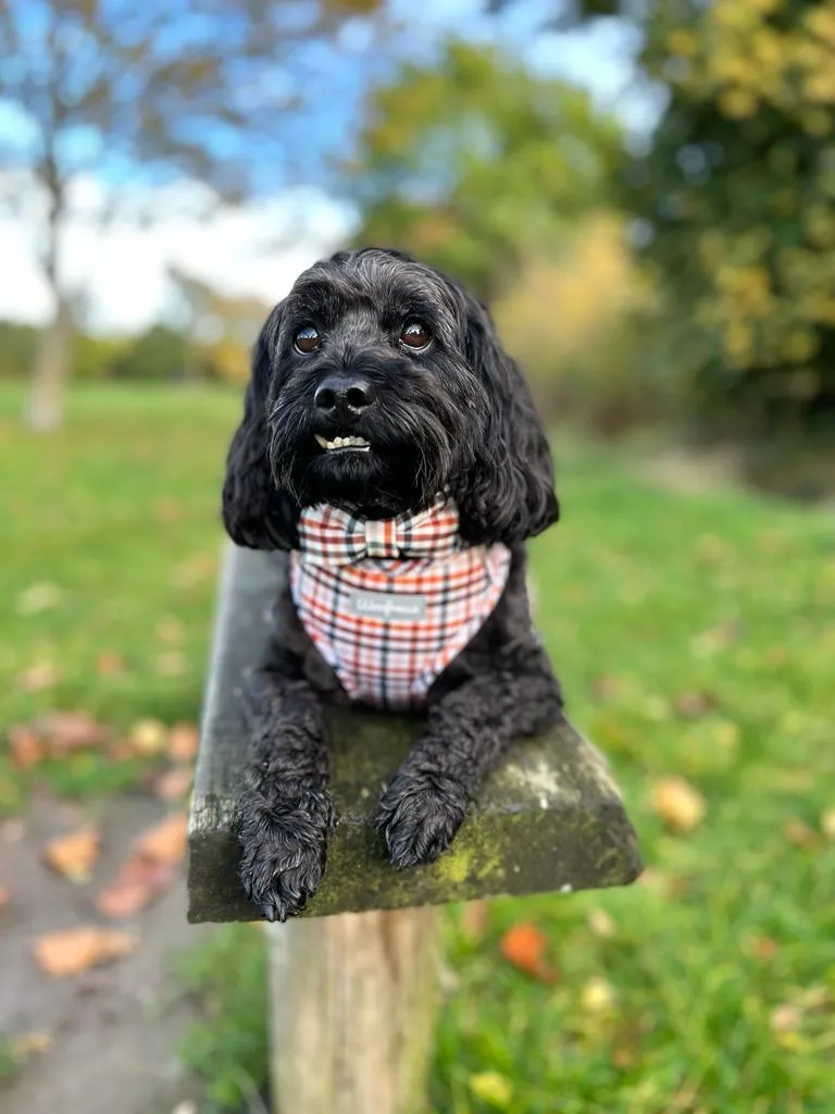 Dog harness , Dog collar and lead set | BUNDLE OF YOUR CHOICE |  Best i ever plaid