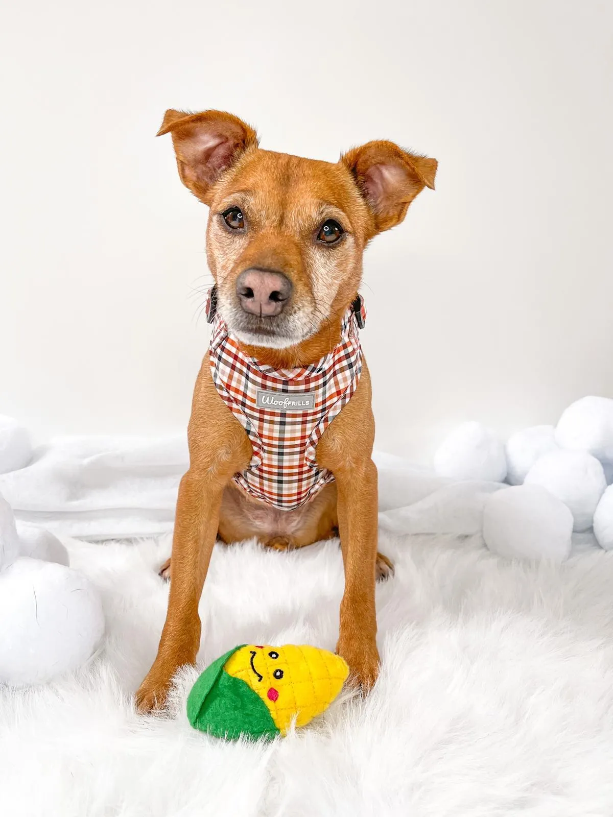 Dog harness , Dog collar and lead set | BUNDLE OF YOUR CHOICE |  Best i ever plaid