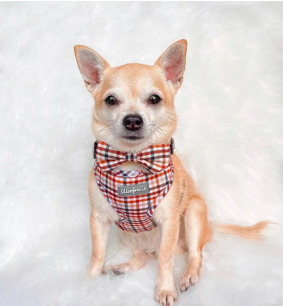 Dog harness , Dog collar and lead set | BUNDLE OF YOUR CHOICE |  Best i ever plaid