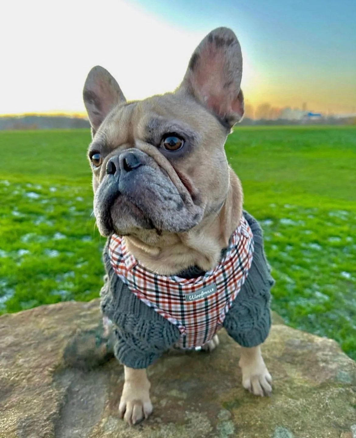 Dog harness , Dog collar and lead set | BUNDLE OF YOUR CHOICE |  Best i ever plaid