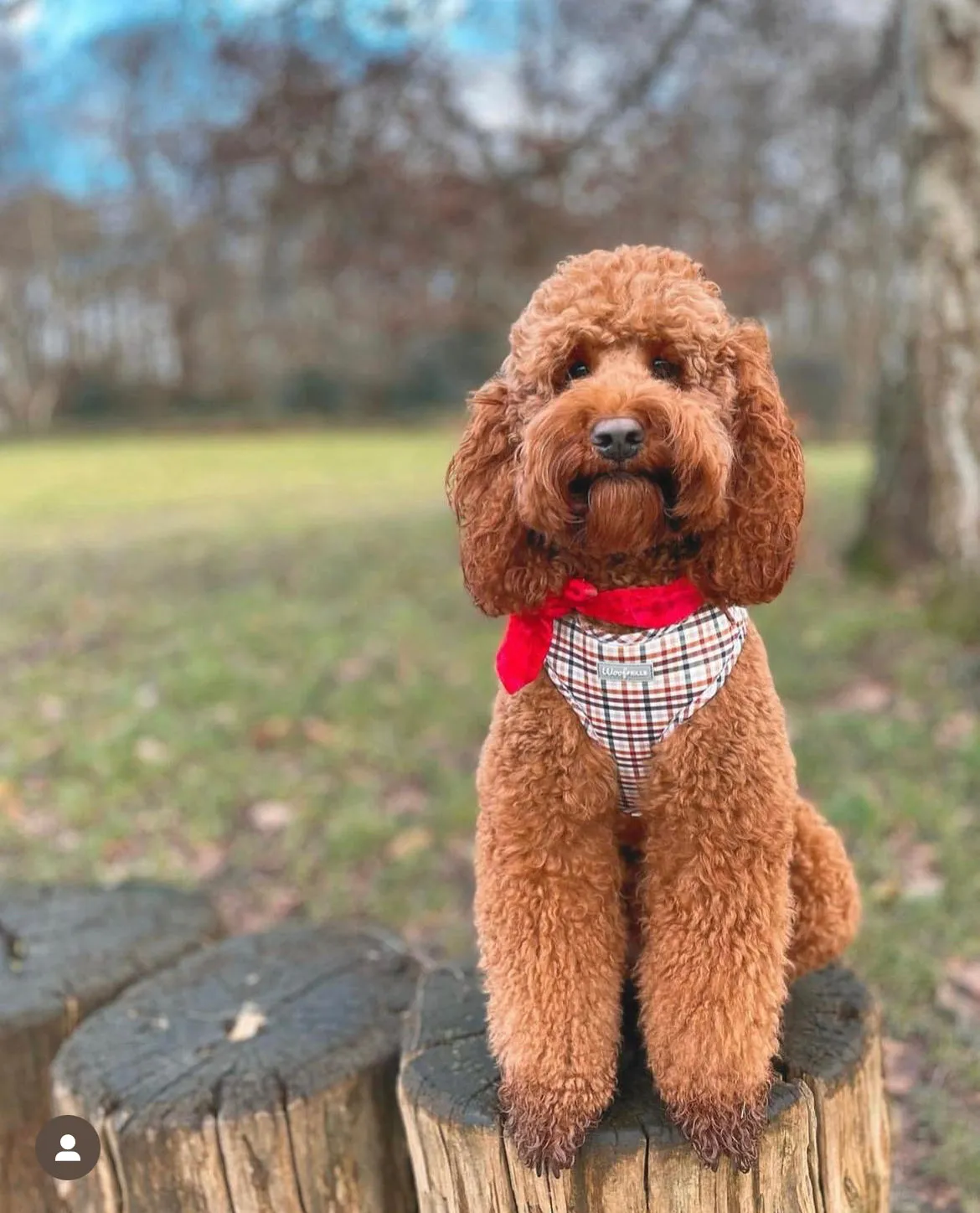 Dog harness , Dog collar and lead set | BUNDLE OF YOUR CHOICE |  Best i ever plaid