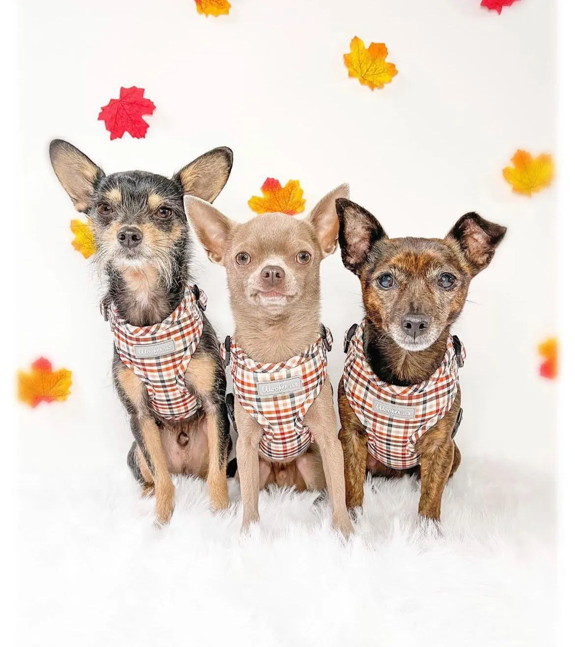 Dog harness , Dog collar and lead set | BUNDLE OF YOUR CHOICE |  Best i ever plaid