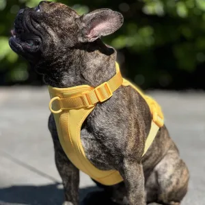 FlexiPaws™ | Stress-Free Harness Without Pulling