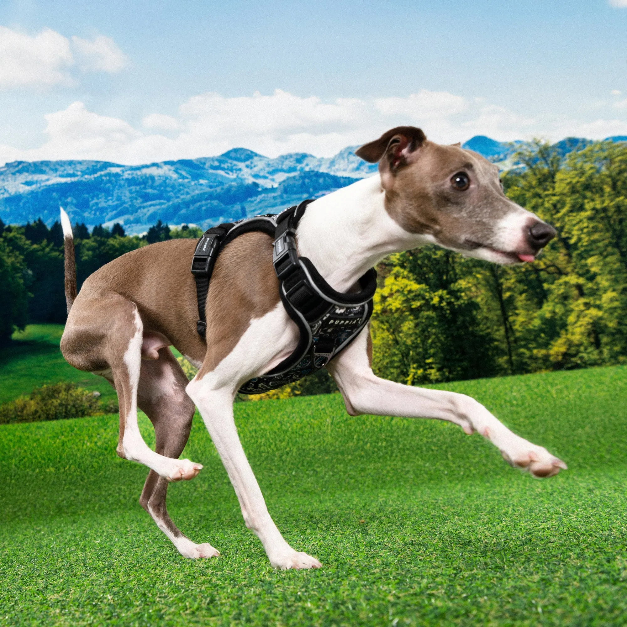 Front-Hook No-Pull Harness | Cynthia Paisley