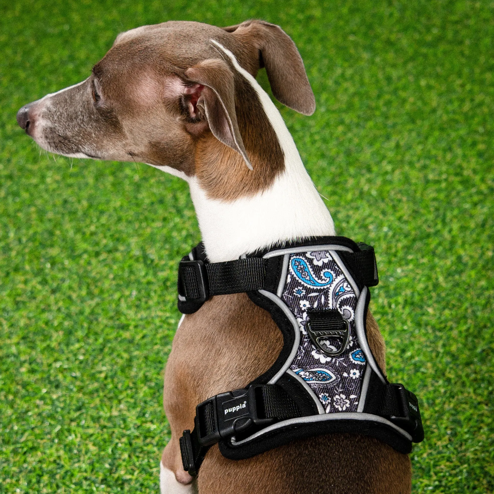Front-Hook No-Pull Harness | Cynthia Paisley