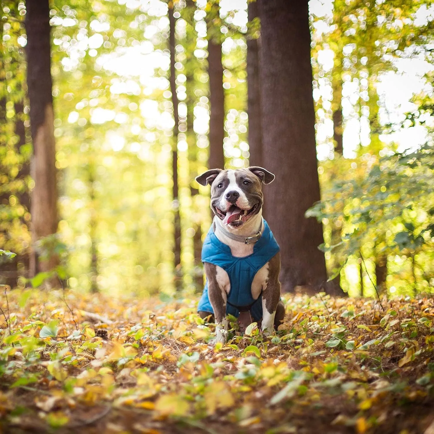 Kurgo Loft Dog Jacket, Reversible Dog Coat, Wear with Harness or Sweater, Water Resistant, Reflective, Winter Coat for Large Dogs (Coastal Blue, L)