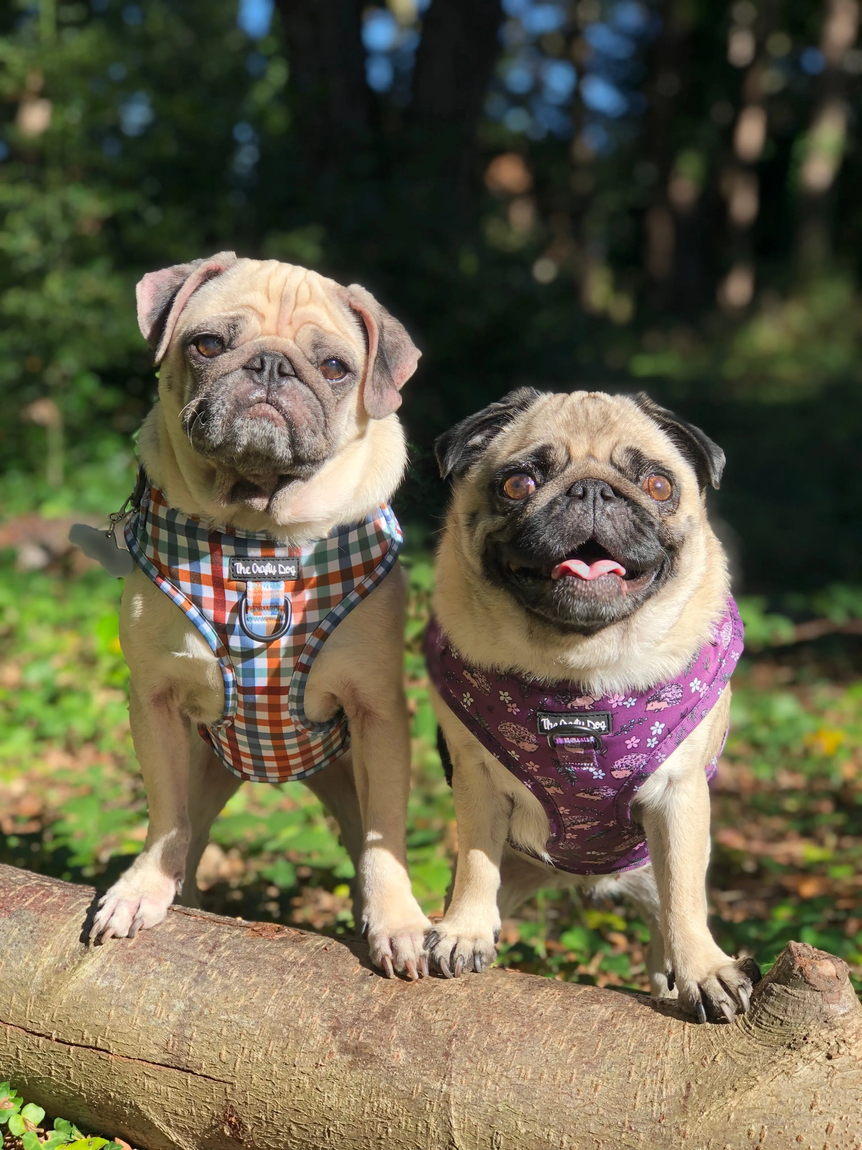 Looking Sharp Harness