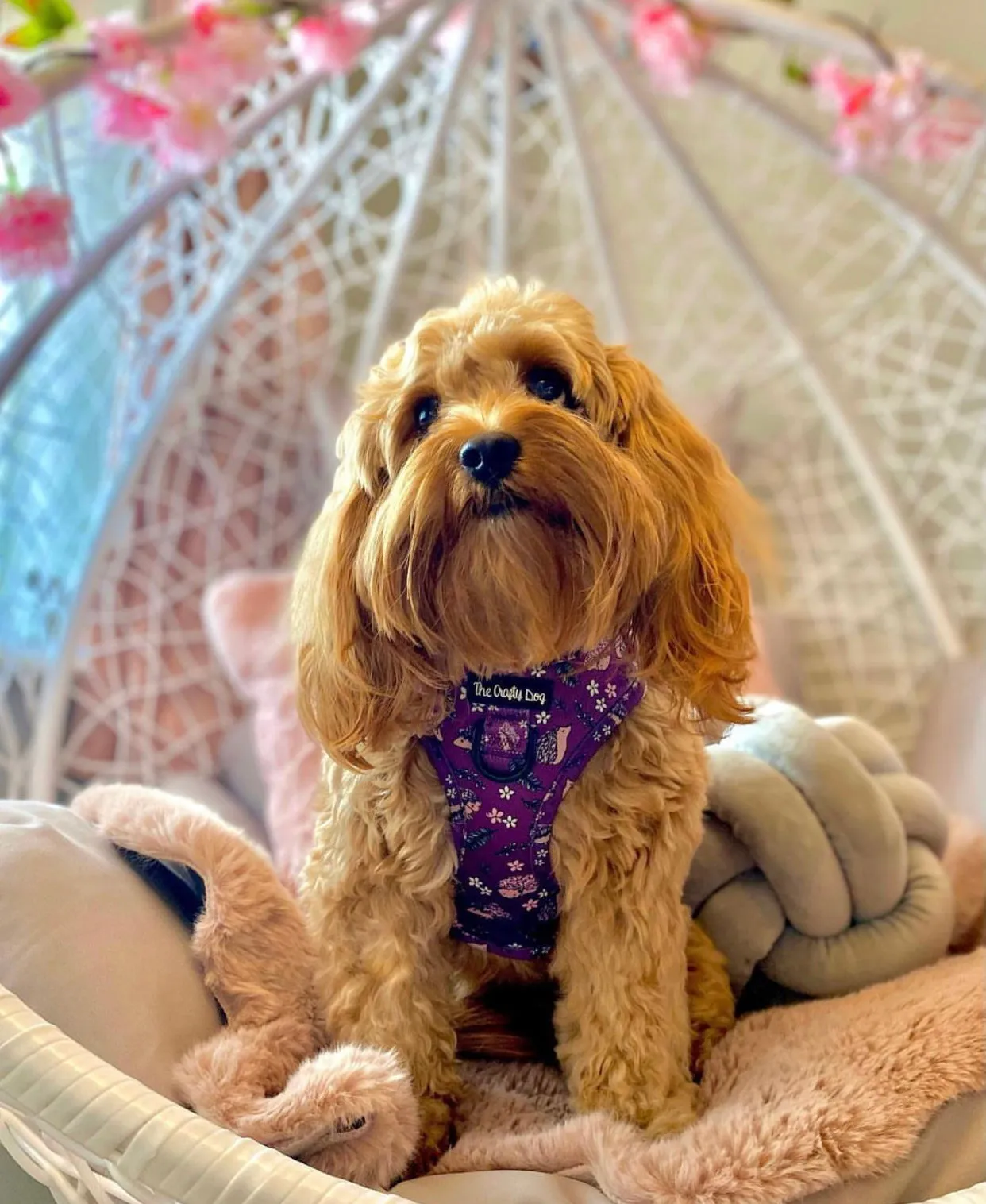 Looking Sharp Harness