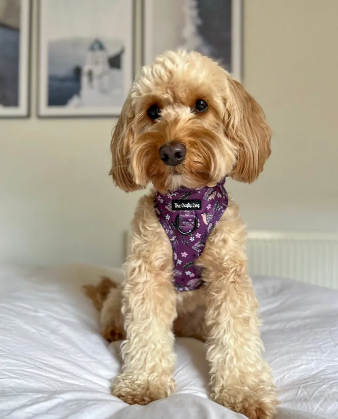 Looking Sharp Harness