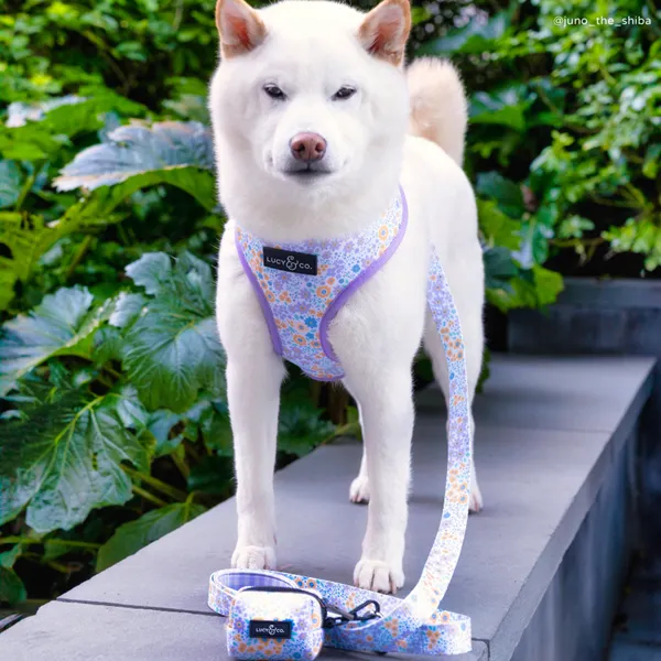 Lucy&Co Reversible Dog Harness: Among the Wildflowers