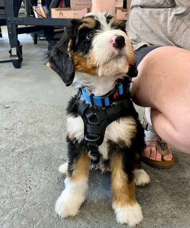 No-Pull Waterproof Comfort Harness (Pink) | Smellydogz