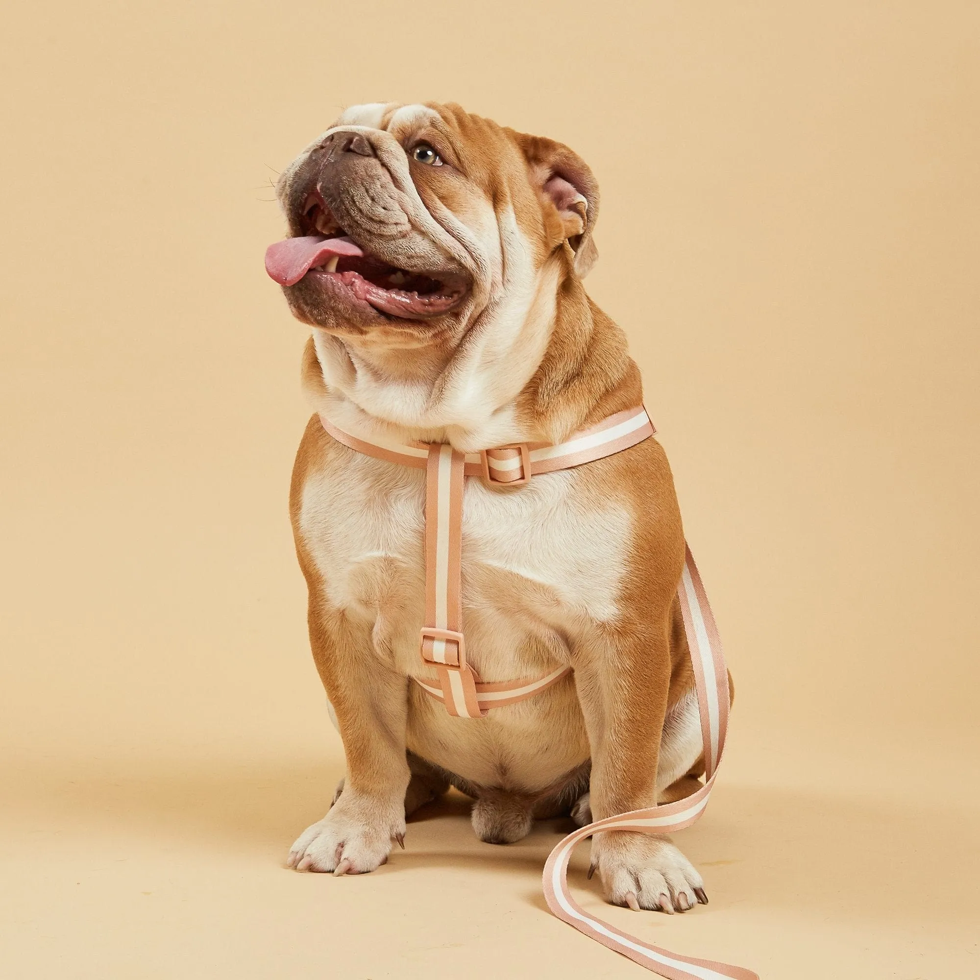 Nylon Fabric Dog Harness | Champagne Stripe