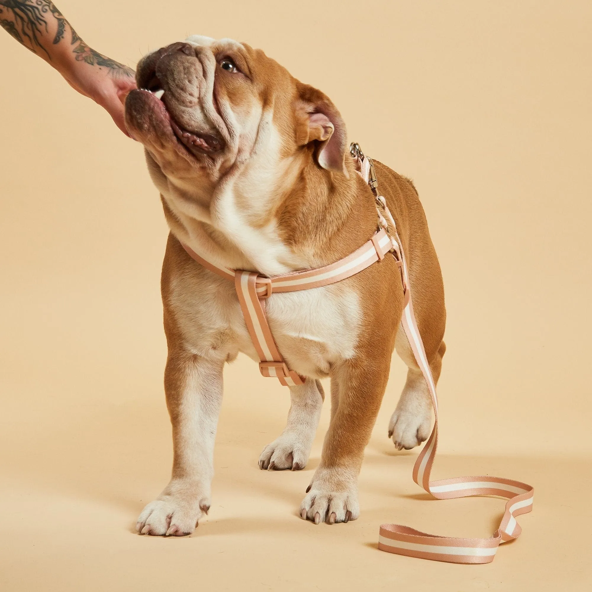 Nylon Fabric Dog Harness | Champagne Stripe