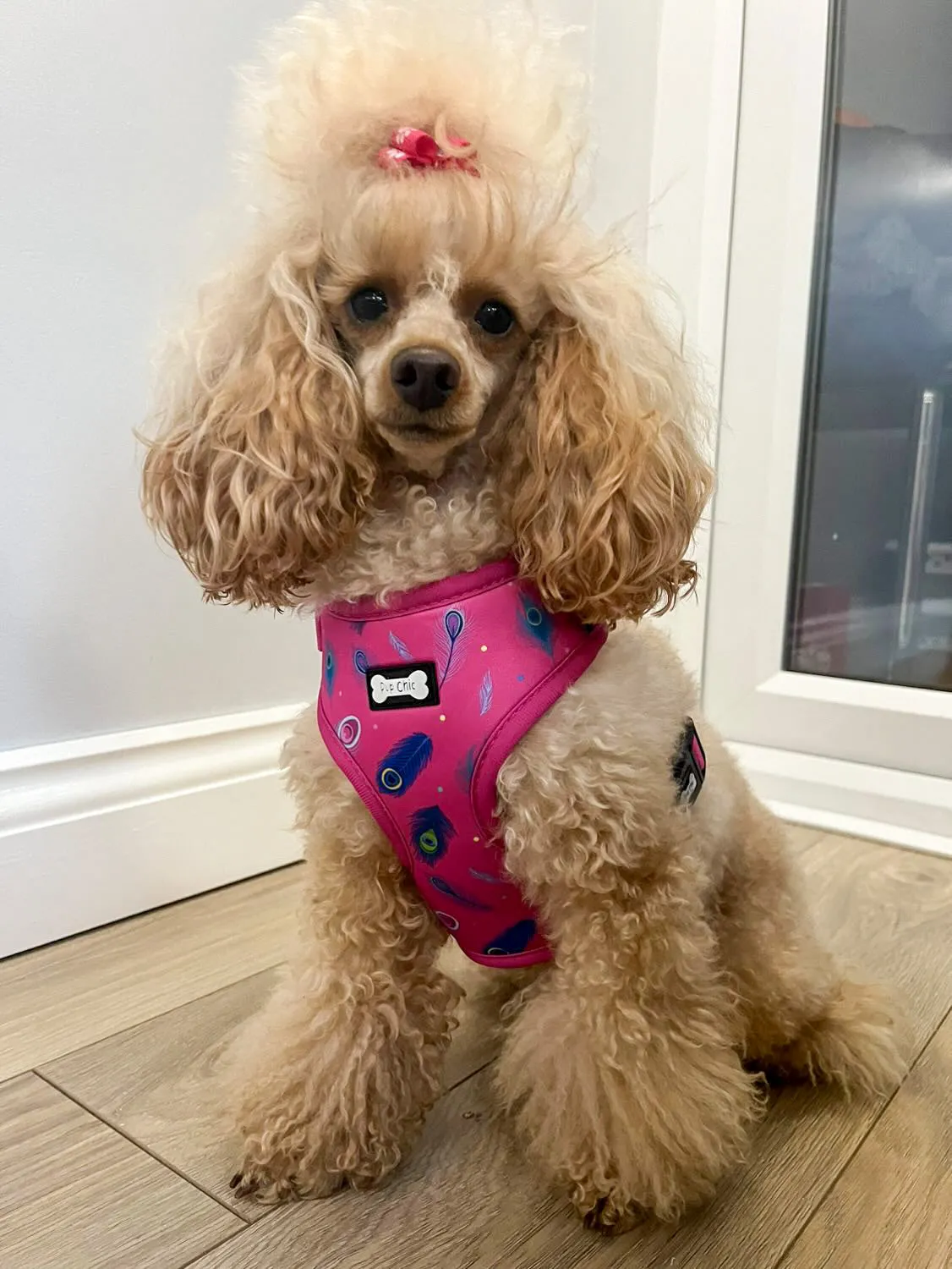 Peacock Power Adjustable Dog Harness - hot pink peacock feather dog harness