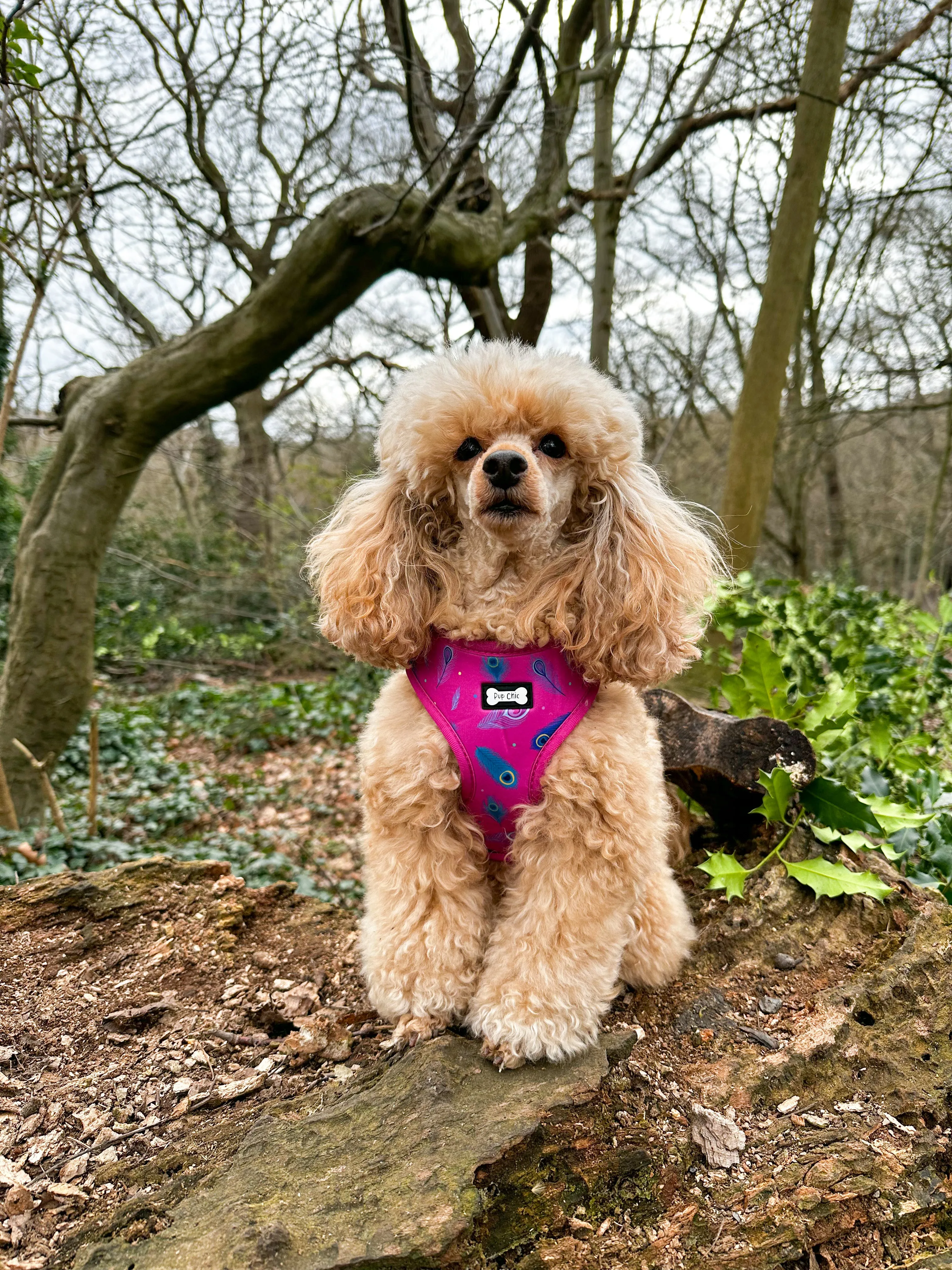 Peacock Power Adjustable Dog Harness - hot pink peacock feather dog harness
