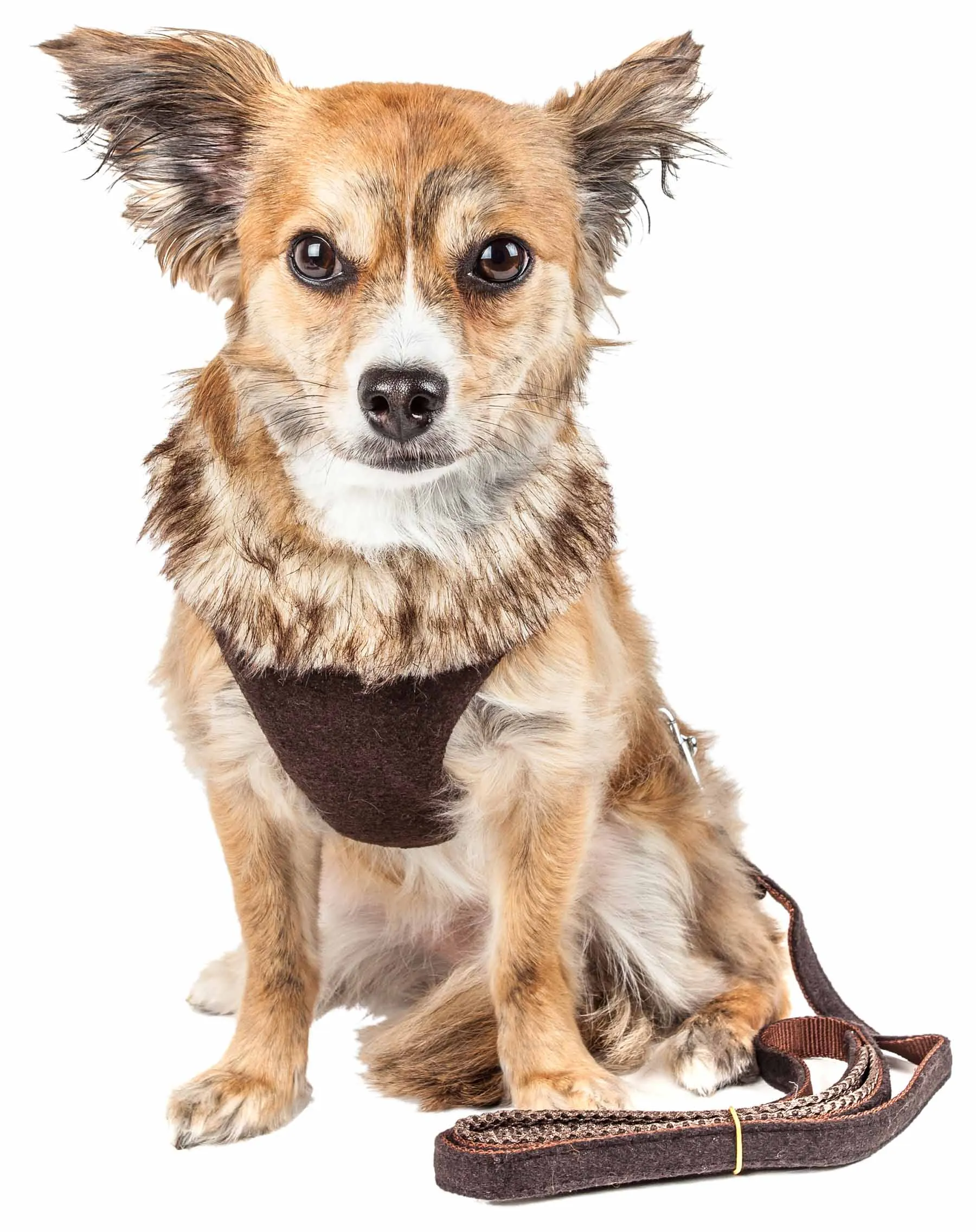 Pet Life ® Luxe 'Furracious' 2-In-1 Mesh Reversed Adjustable Dog Harness-Leash W/ Removable Fur Collar