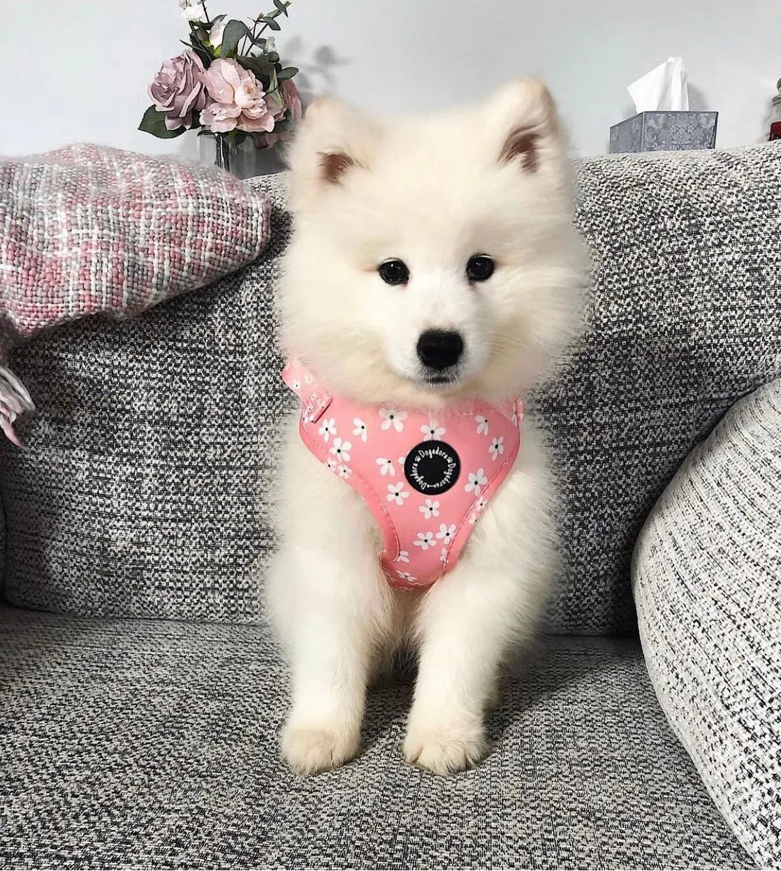 Pink Blossom Adjustable Dog Harness