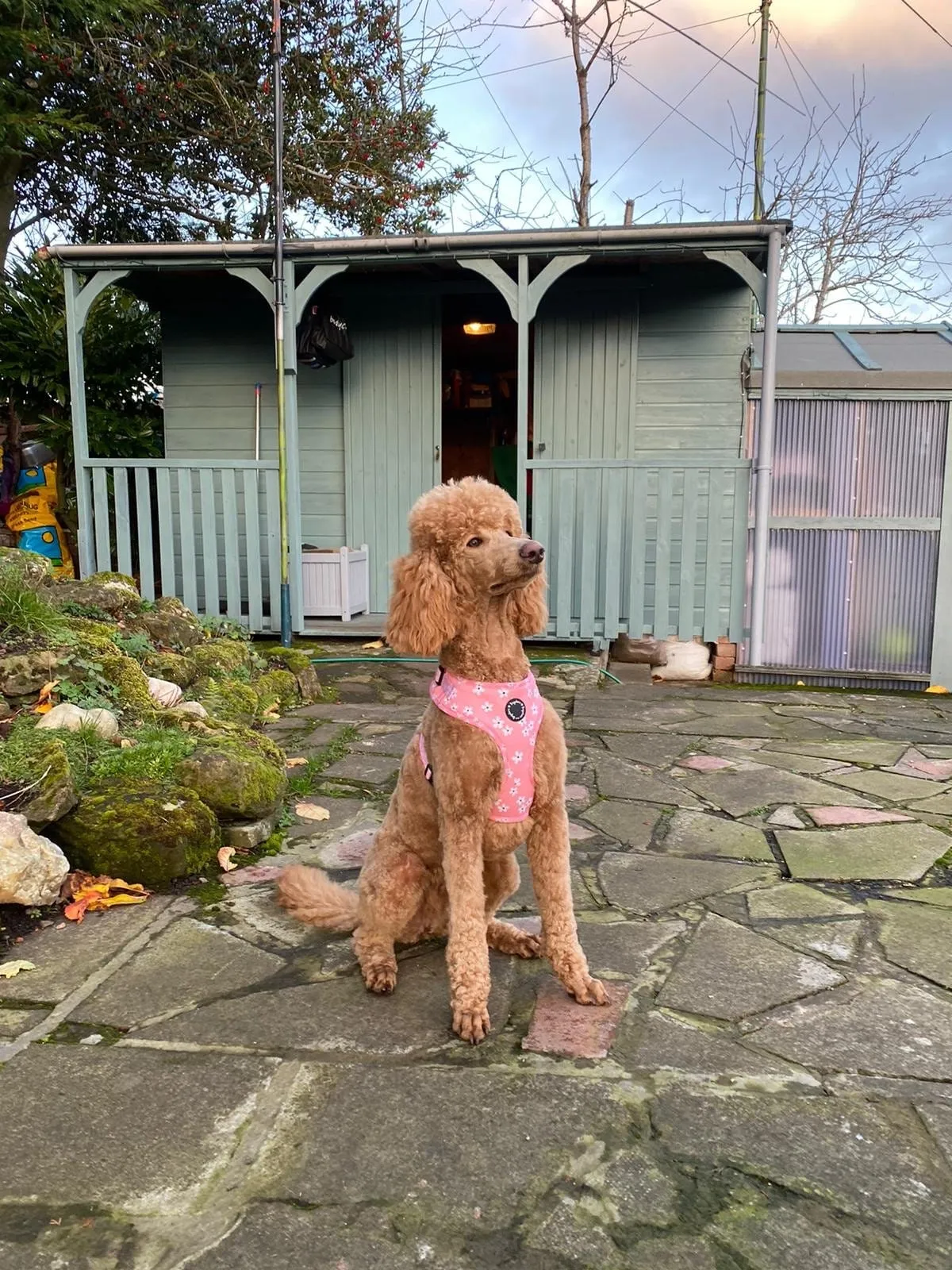 Pink Blossom Adjustable Dog Harness