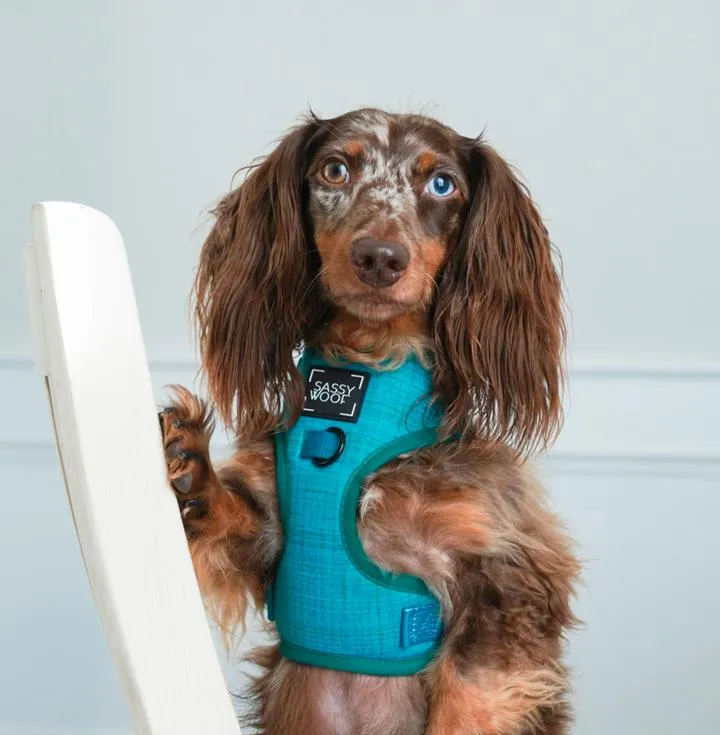 Sassy Woof Adjustable Harness - Napa