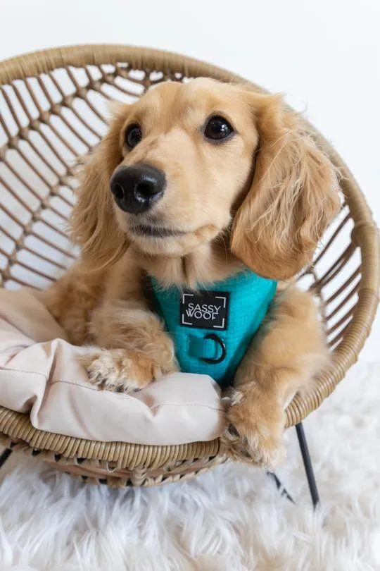 Sassy Woof Adjustable Harness - Napa