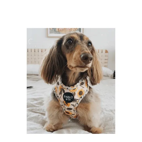 Sunflowers Adjustable Dog Harness