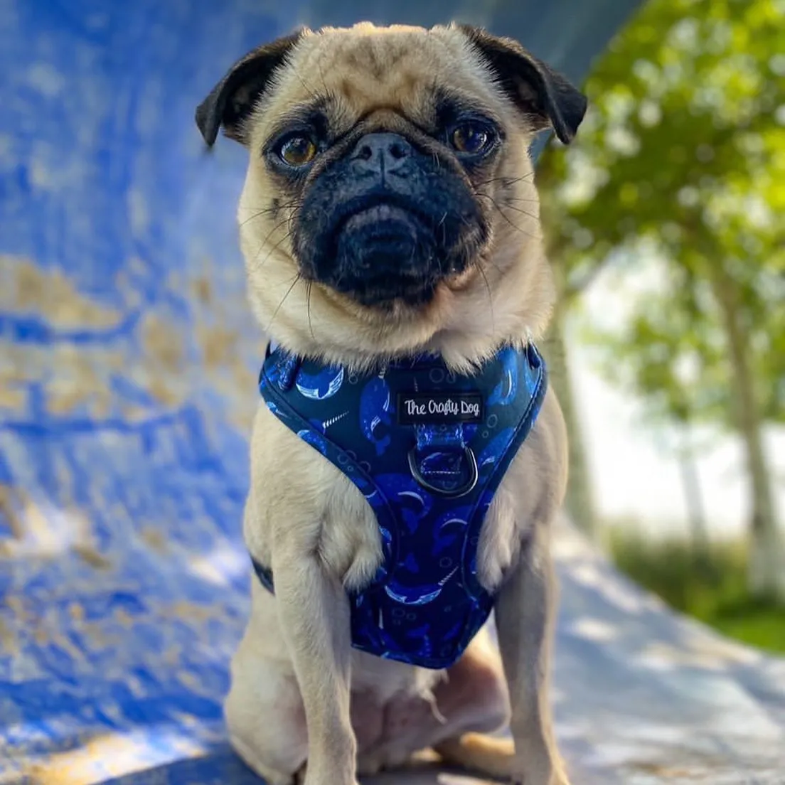 Whaling Around Harness