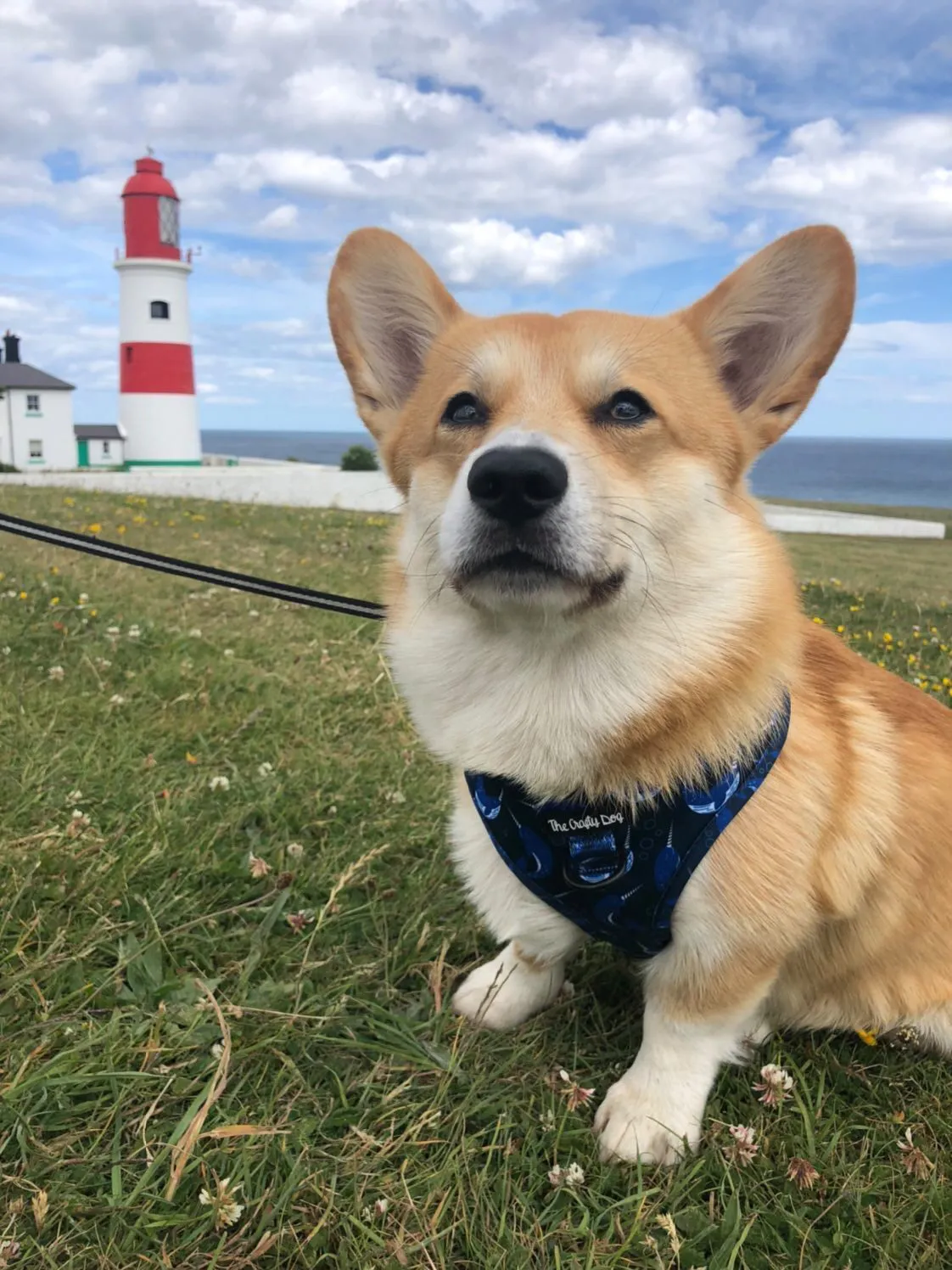 Whaling Around Harness