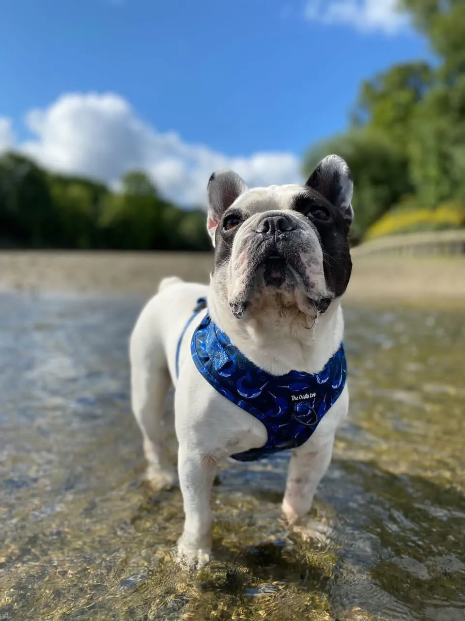 Whaling Around Harness