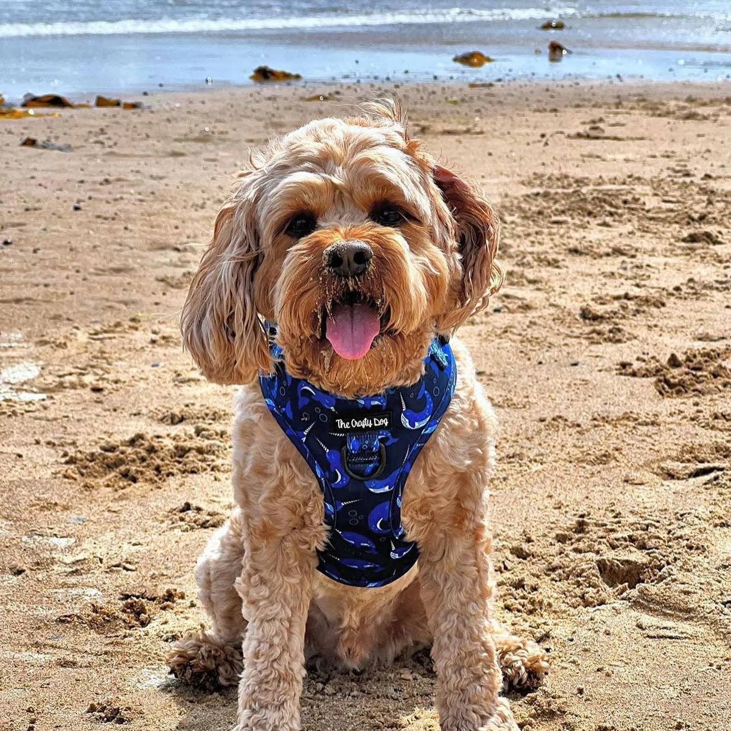 Whaling Around Harness