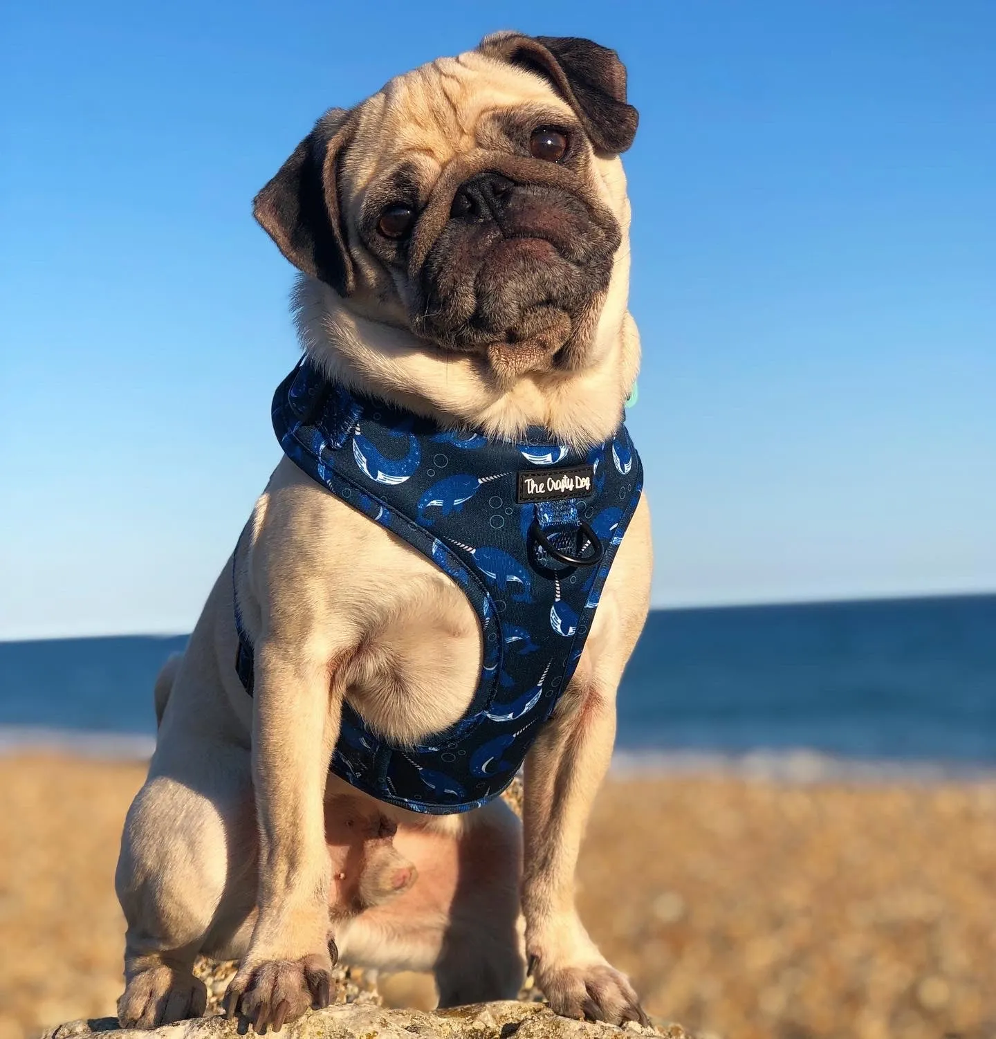 Whaling Around Harness