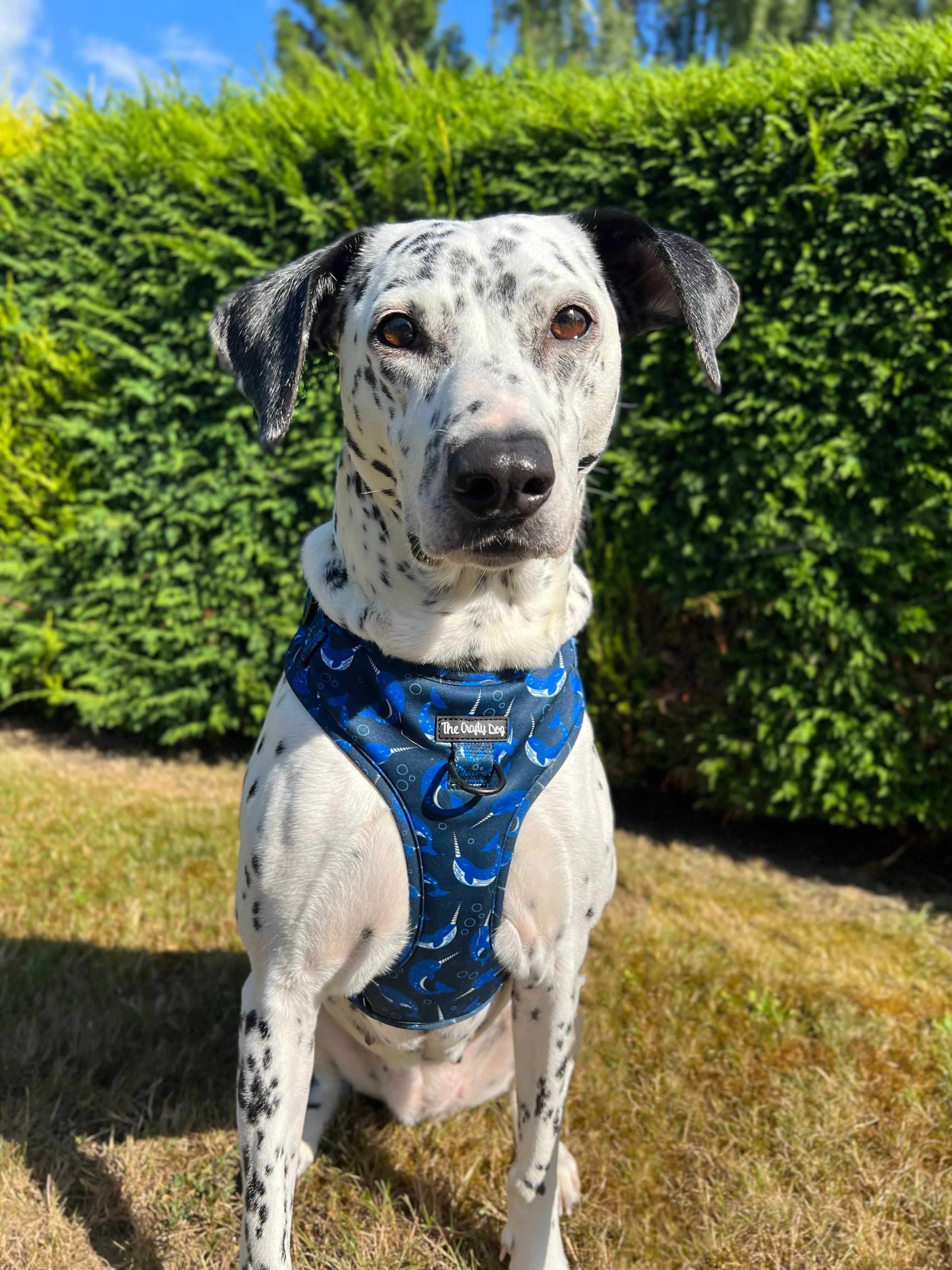 Whaling Around Harness