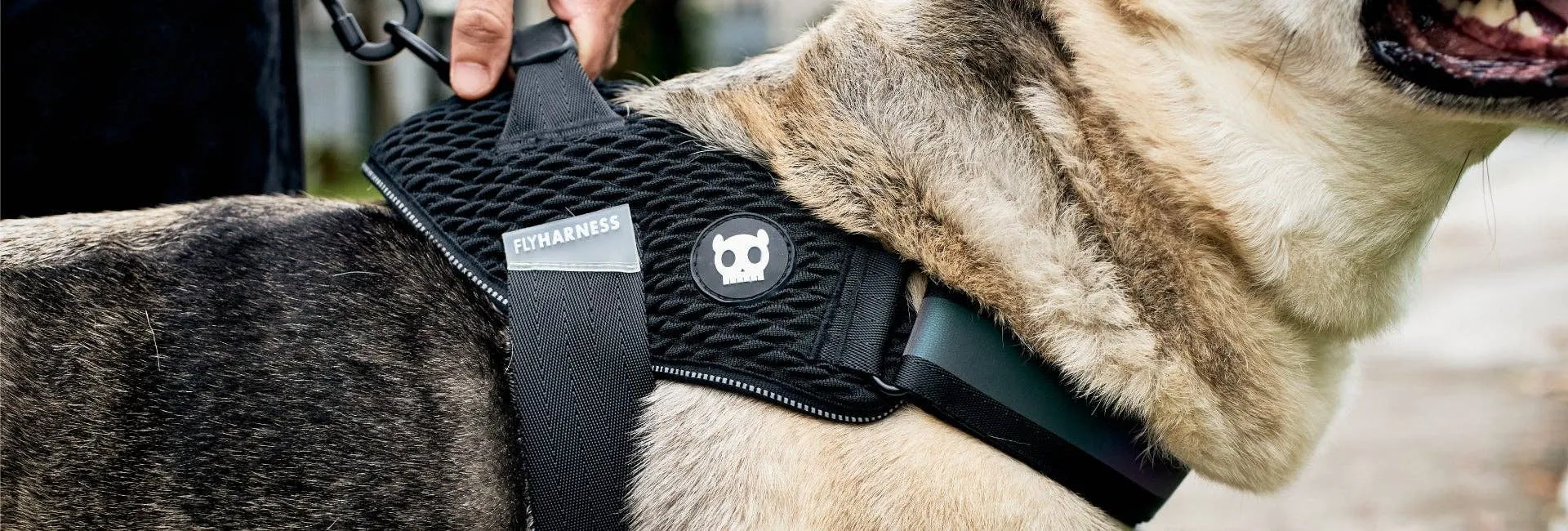Zee.Dog - Gotham | FlyHarness: Size 2