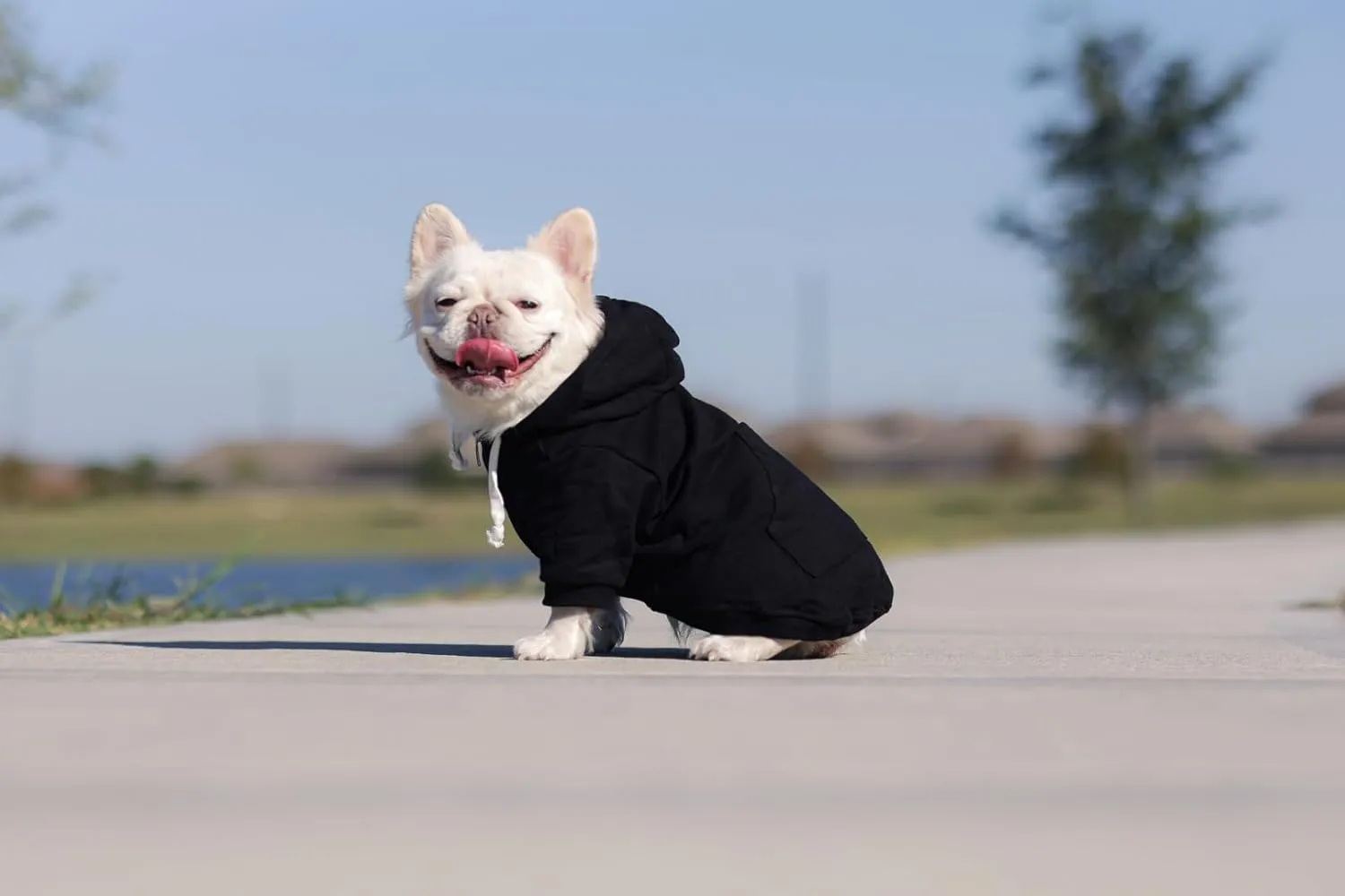 Zip Up Adventure Dog Hoodie with Hook & Loop Pockets and Adjustable Drawstring Hood - XXS to XXL - Multiple Colors - Comfortable & Versatile Dog Hoodies (Black, XXS)