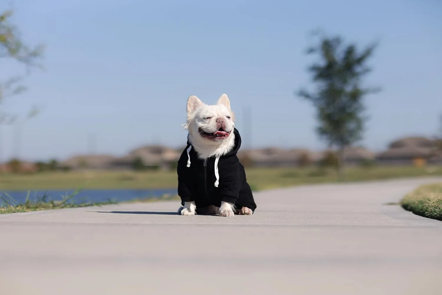 Zip Up Adventure Dog Hoodie with Hook & Loop Pockets and Adjustable Drawstring Hood - XXS to XXL - Multiple Colors - Comfortable & Versatile Dog Hoodies (Black, XXS)